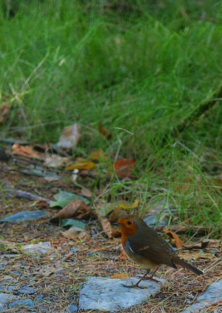Dance With The Trails Depot - Image 19