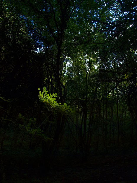 Dance With The Trails Depot - Image 21