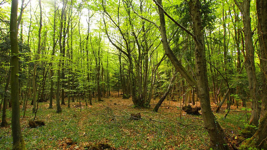 Dance With The Trails Depot - Image 37