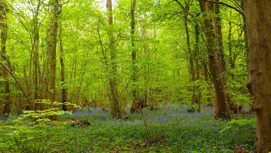 Dance With The Trails Depot - Image 39