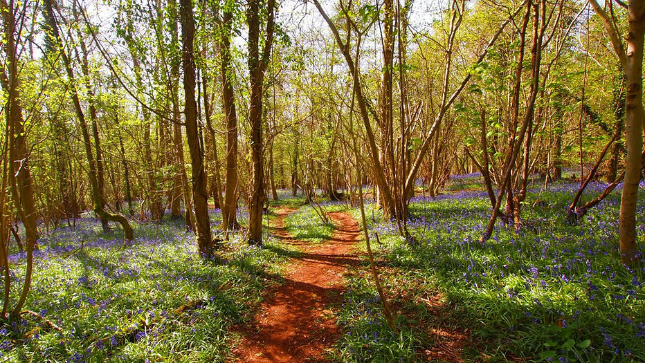 Dance With The Trails Depot - Image 40