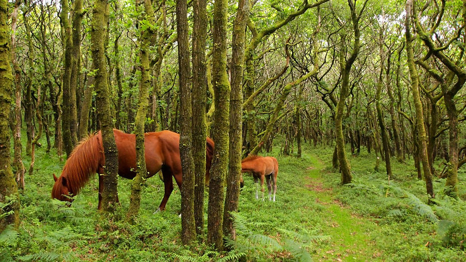 Dance With The Trails Depot - Image 53