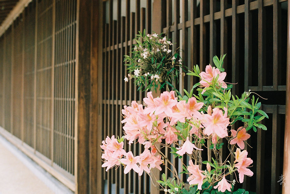 Scent Of Japan Kiso - Image 13