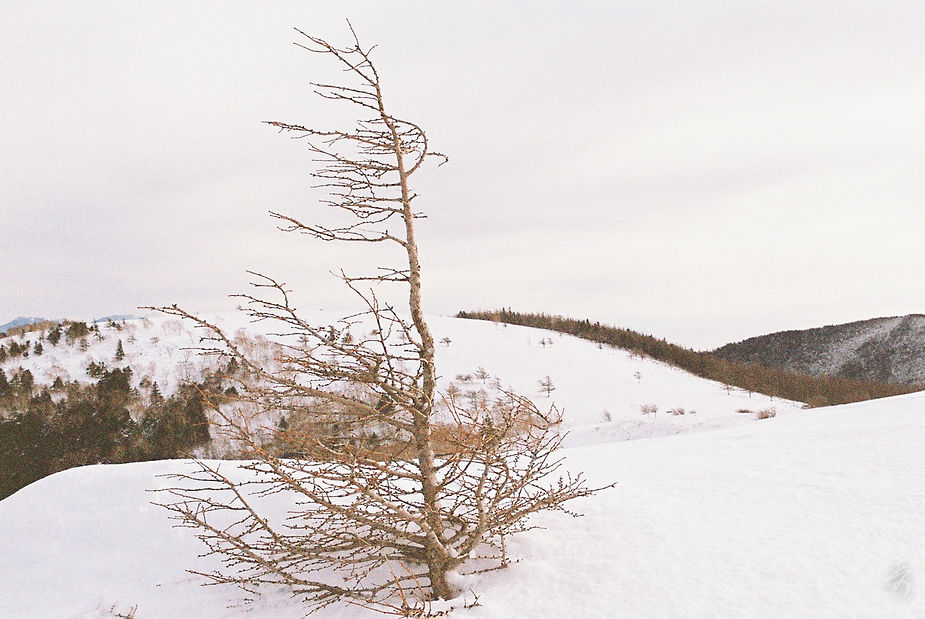 Scent Of Japan - Image 31