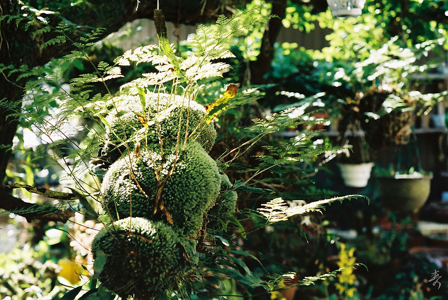 Scent Of Japan - Image 79