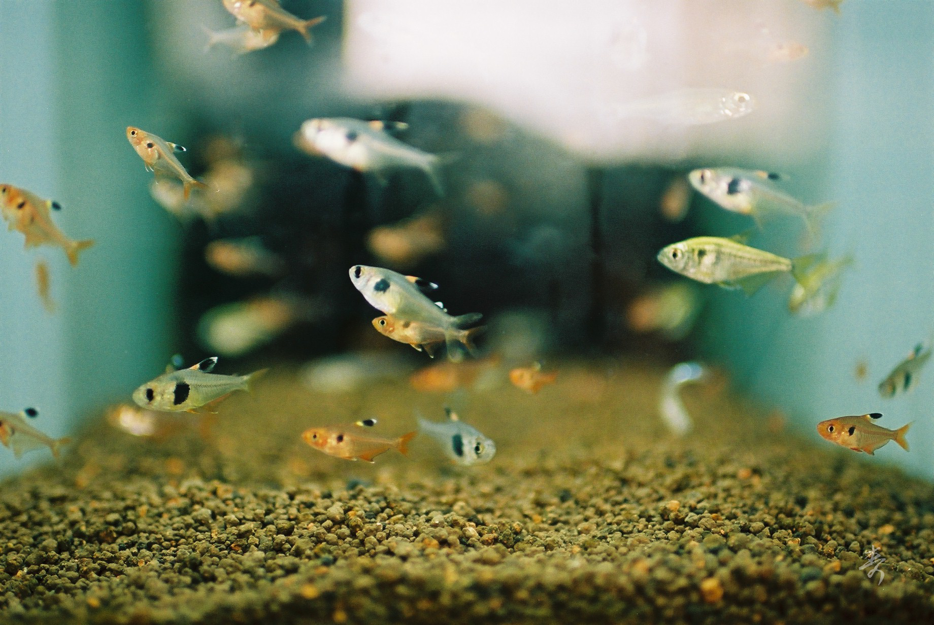 Speak Sea Breeze - Image 9