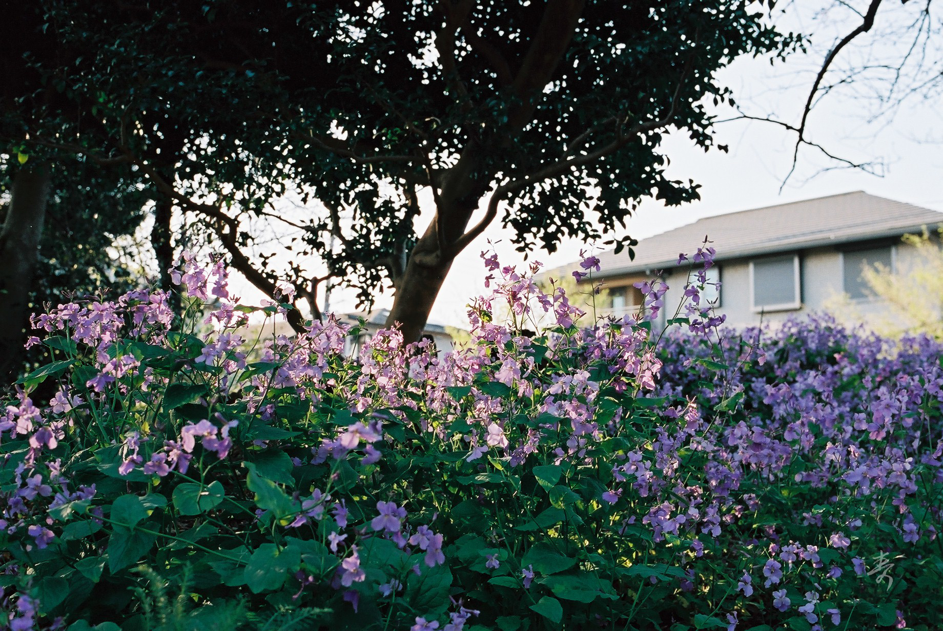 Spring2017 - Image 3