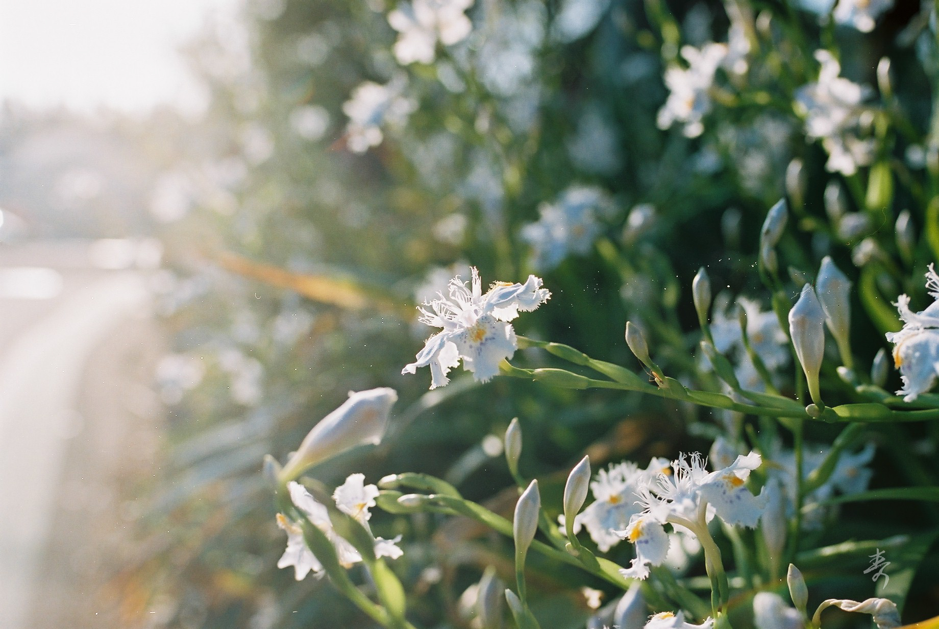 Spring2017 - Image 4