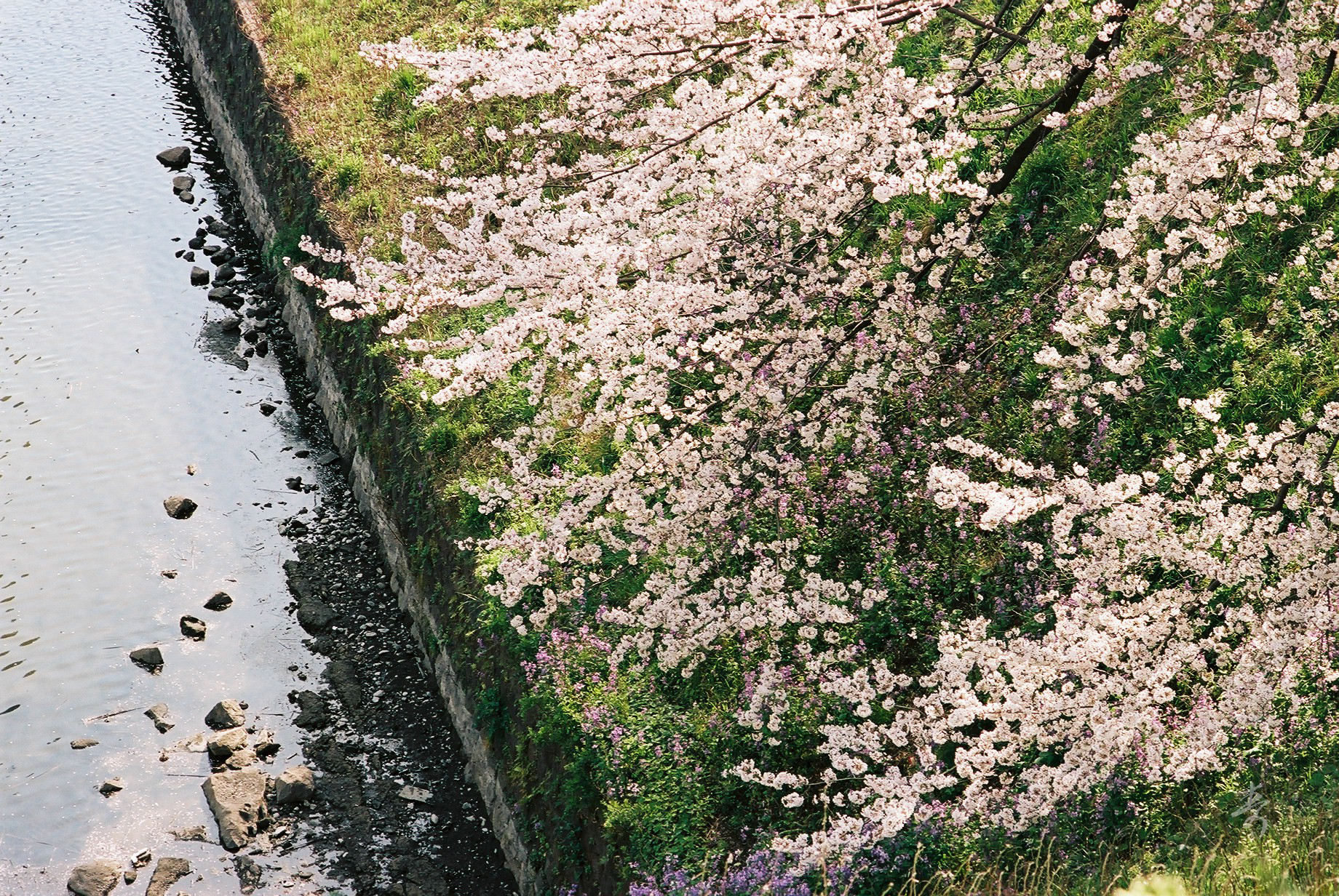 Spring2017 - Image 8