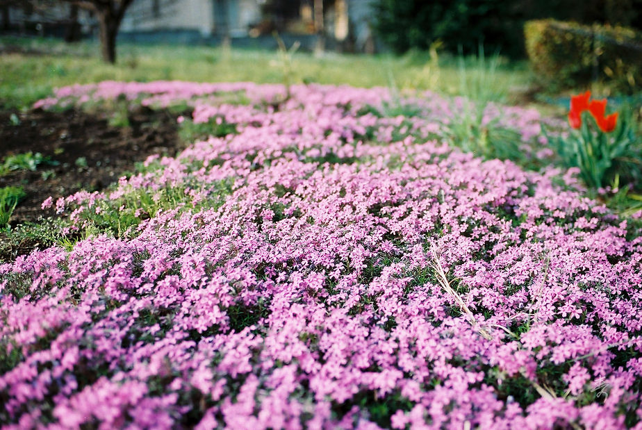 Spring2017 - Image 23